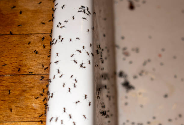 Best Wasp Removal Services  in Burt, MI