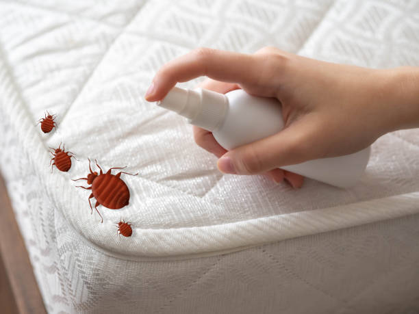 Best Spider Control Near Me  in Burt, MI