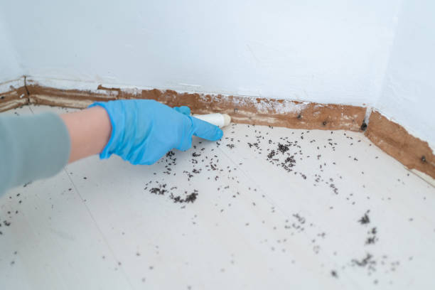 Best Insect Control  in Burt, MI